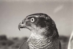 goshawk head 1966